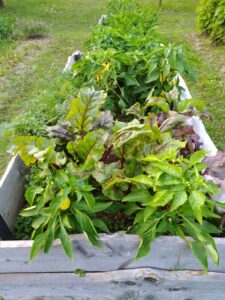 Magaságyás hosszú szezon