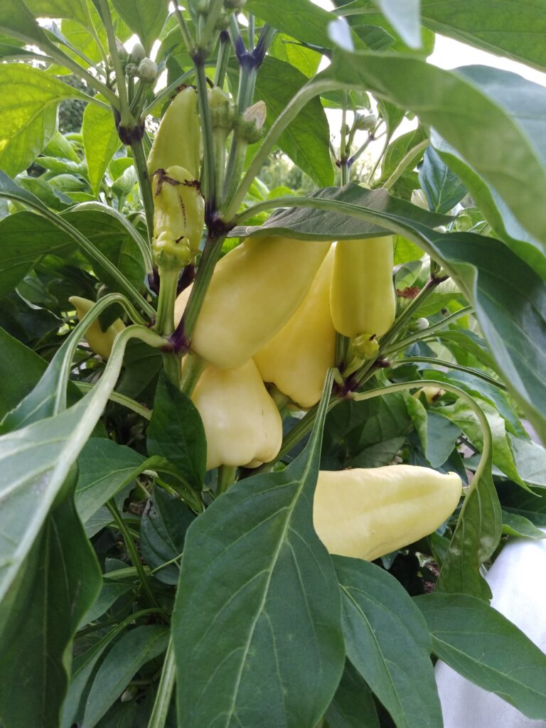 Paprika magaságyásban