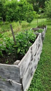 Több éve működő, bőségesen termő magaságyás a kertben nyári időszakban