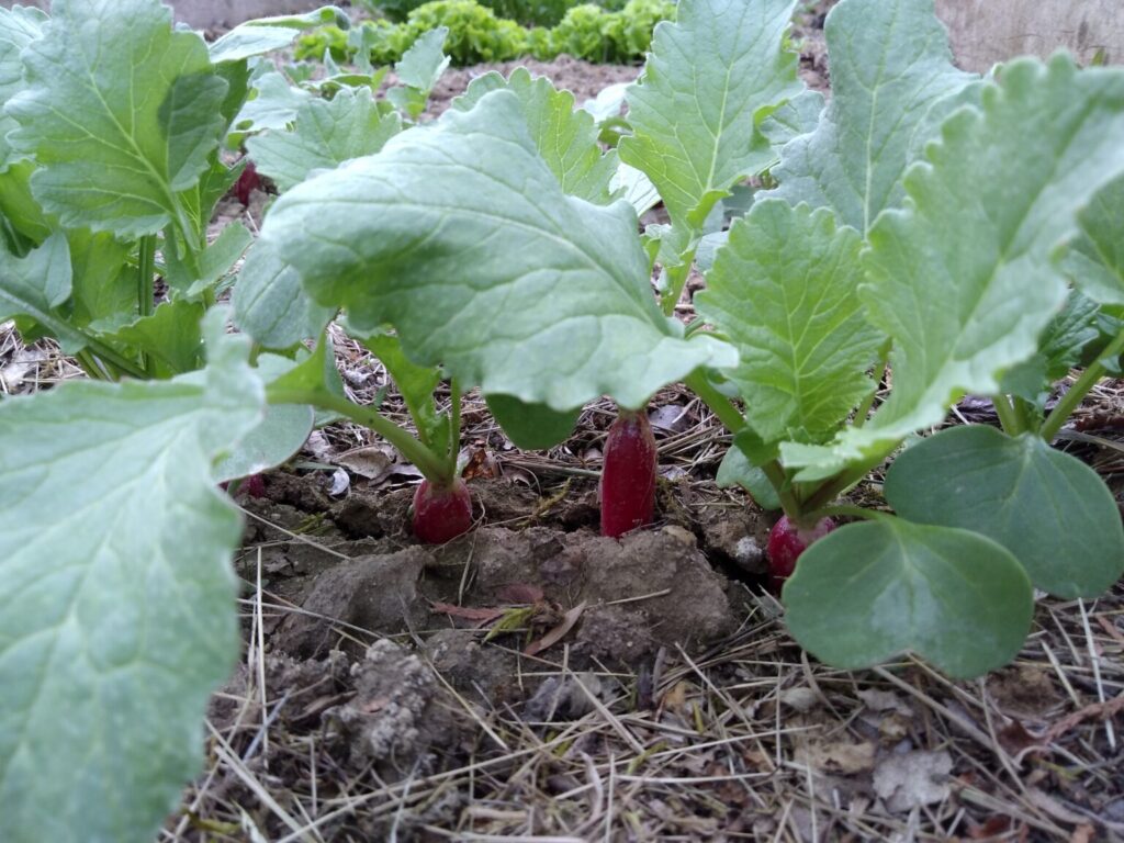 Fejlődő piros retek a magaságyásban, közvetlenül betakarítás előtt