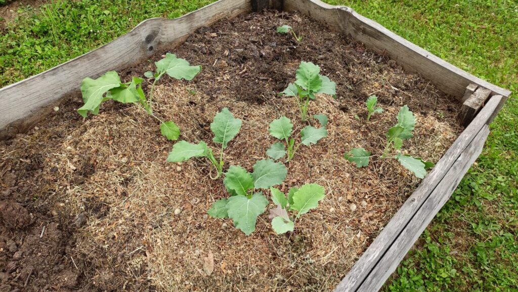 Fiatal zöldségpalánták frissen ültetve a magaságyás tápanyagban gazdag talajába