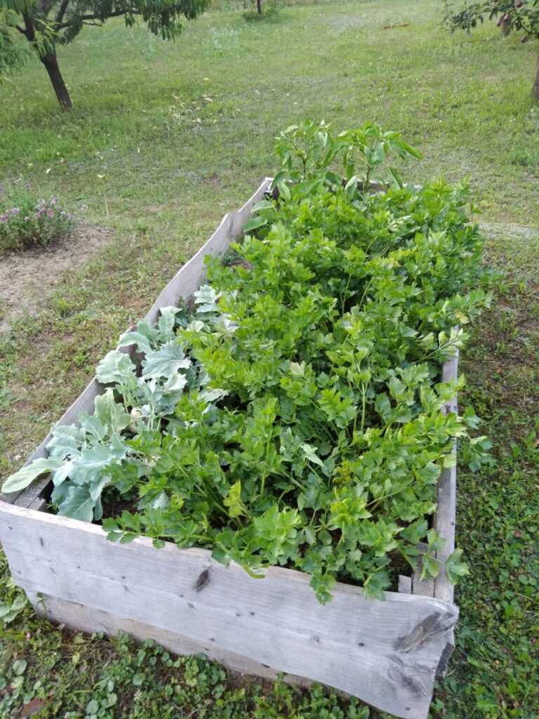 Bőségesen beültetett magaságyás zöld fűszernövényekkel és zöldségekkel a kertben