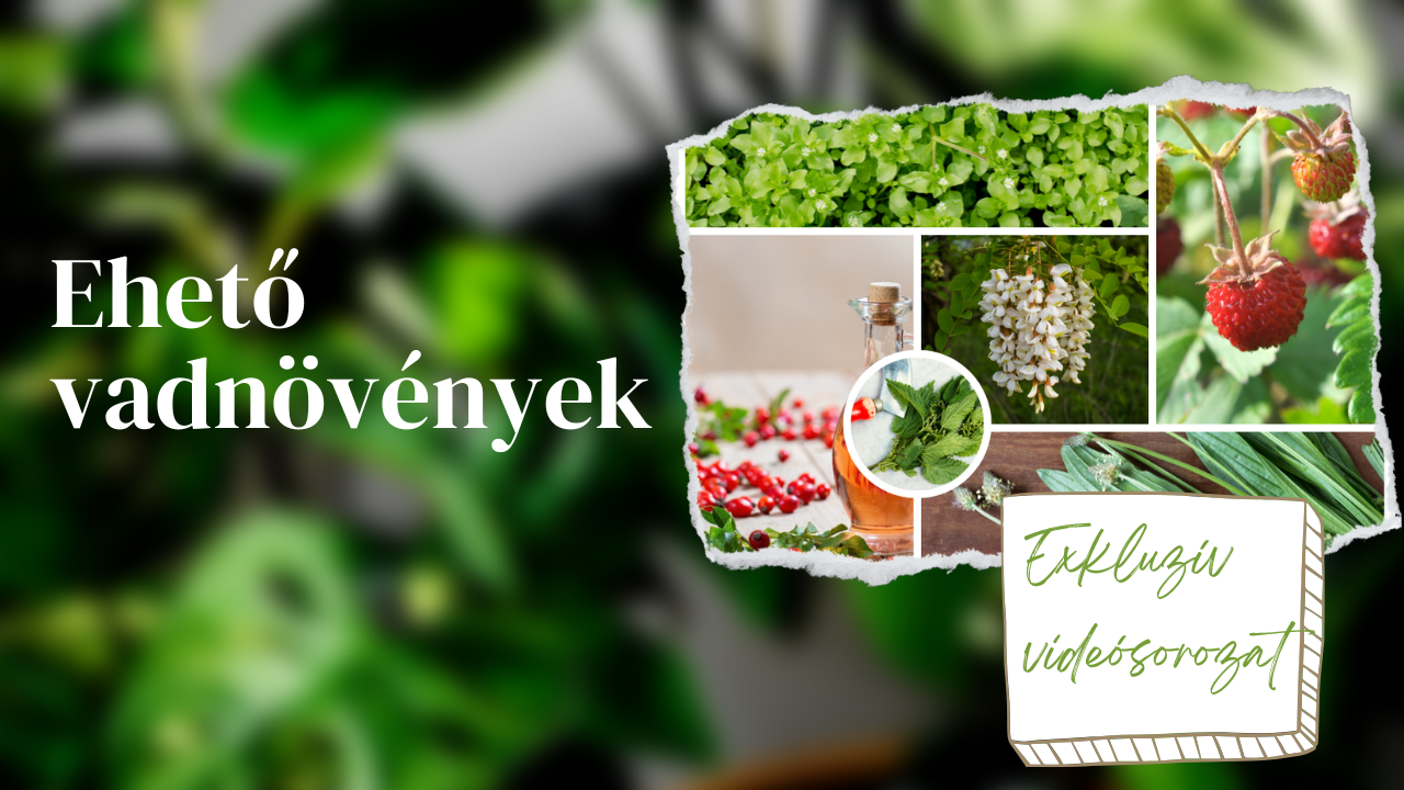 Ehető vadnövények exkluzív videósorozat