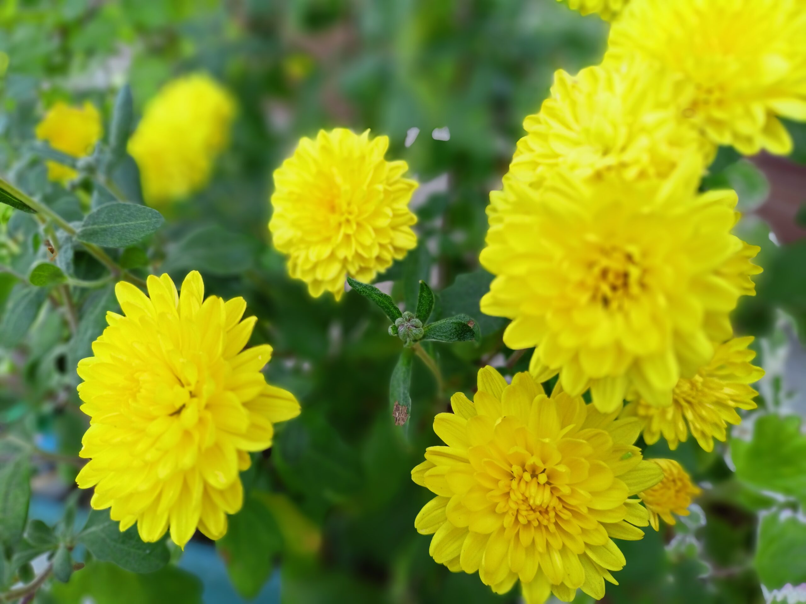 Nyáron virágzó krizantém