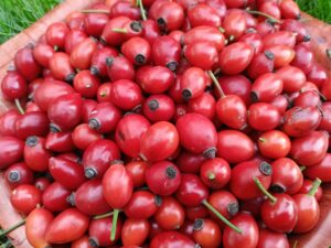 Csipkebogyó termés