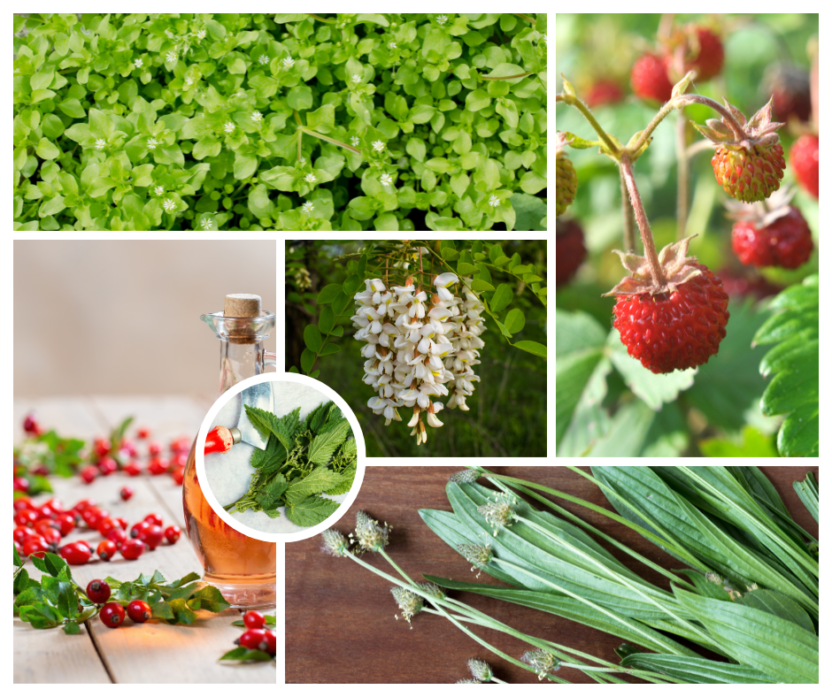 Ehető vadnövény gyűjtemény kollázs