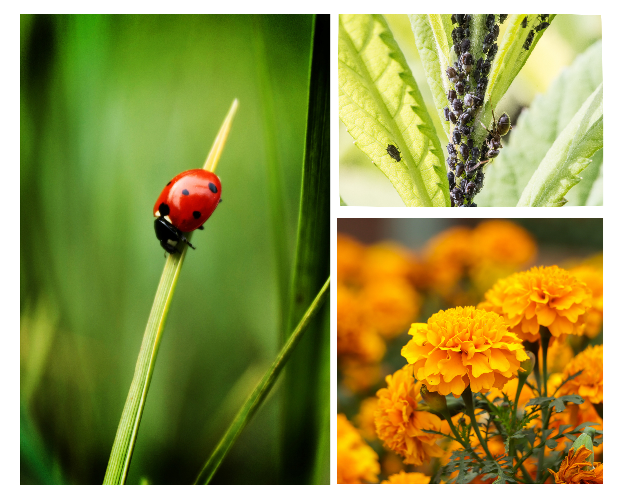 Kerti kártevők ellen katica és növénytársítás
