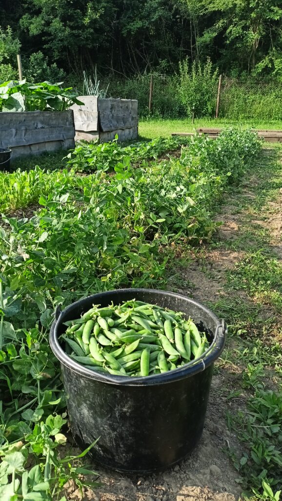 Teljes vödör frissen szedett zöldborsó egy kerti ágyás szélén, háttérben magaságyások és zöldségnövények láthatók.