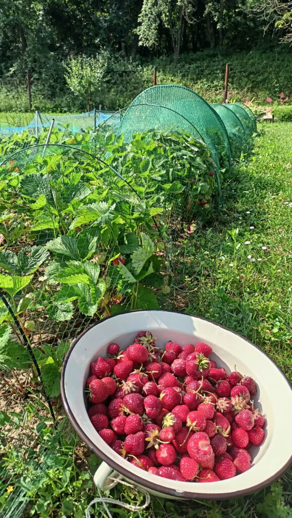 Frissen szedett eper egy zománcos tálban, háttérben madárhálóval védett eperágyás a kertben.