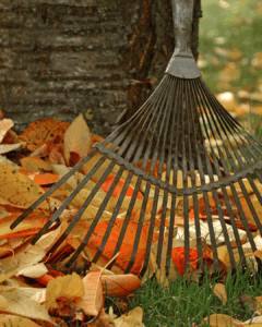 Őszi teendők a kertben – gereblyézés és lombgyűjtés lehullott falevelekkel