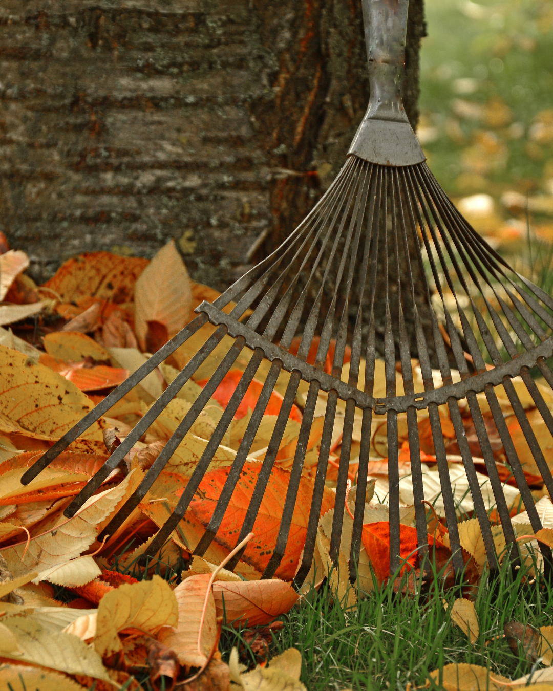 Őszi teendők a kertben – gereblyézés és lombgyűjtés lehullott falevelekkel
