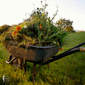 őszi kerti teendők – őszi gyomlálás és ágyásrendezés a kertben