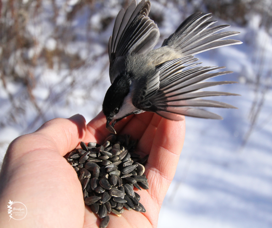 Cinege kézből csipeget napraforgómagot havas téli környezetben